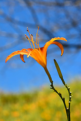 Image showing Tiger lily