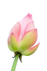 Image showing isolated lotus