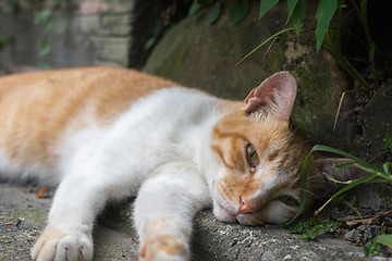 Image showing Cat lying in the corner to rest.