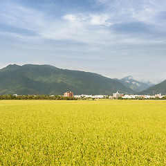 Image showing golden paddy rice farm