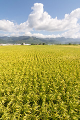 Image showing Golden rural scenery