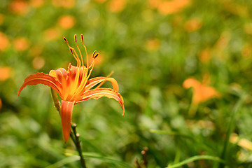 Image showing Tiger lily