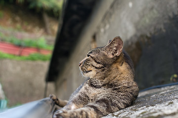 Image showing Cat lying on the floor.