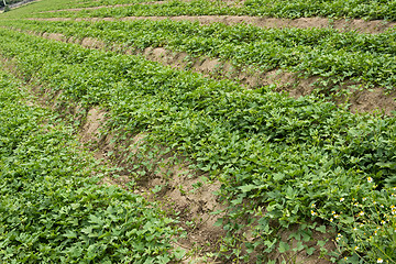 Image showing Cultivated land