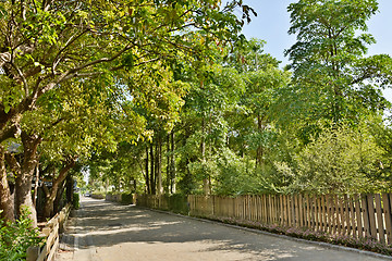 Image showing Street road with tree