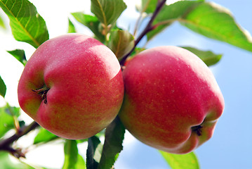 Image showing Apples