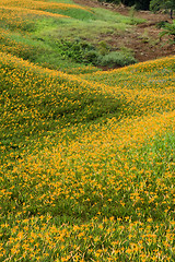 Image showing Field of tiger lily