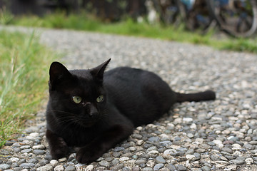 Image showing Black cat squatting on the floor.