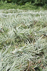 Image showing Pineapple farm after harvest