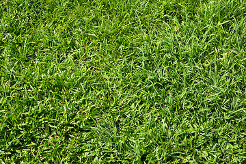 Image showing Green grass background