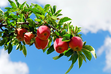 Image showing Apples on a branch