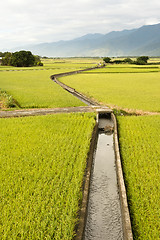 Image showing golden paddy rice farm