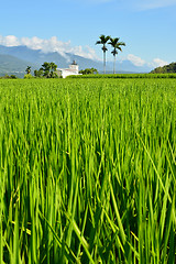 Image showing Rice farm in country