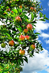 Image showing Apples