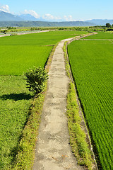 Image showing Rice farm in country