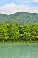 Image showing Forest at Hualien