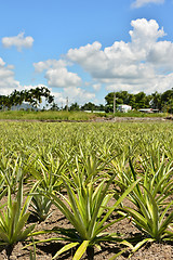 Image showing Pineapple farm