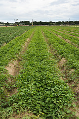 Image showing Cultivated land