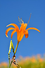 Image showing Tiger lily