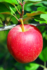 Image showing Apple on a tree