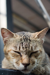 Image showing Cat lying on the wall.