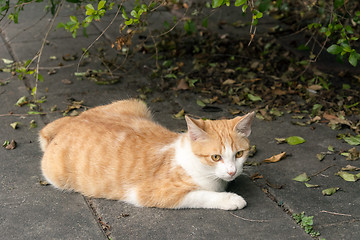 Image showing Undomesticated cat
