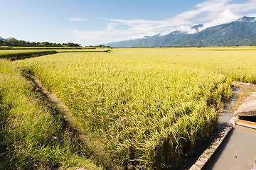 Image showing golden paddy rice farm
