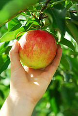 Image showing Picking an apple