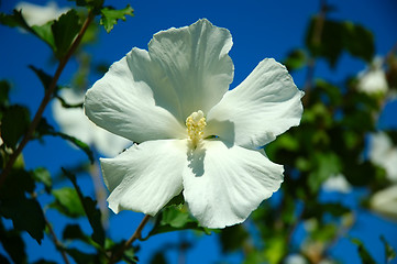 Image showing Hibiscus Tree Flower