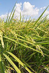 Image showing Rural scenery of paddy