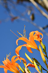 Image showing Tiger lily