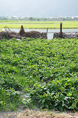 Image showing Garden in village