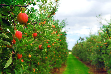 Image showing Apple orchard