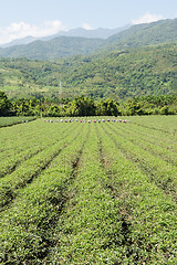 Image showing Rural scenery of tea farm