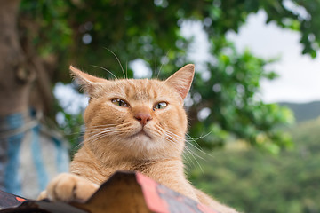 Image showing Ginger tabby cat lying on the roof.