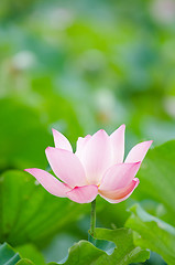 Image showing Lotus flower