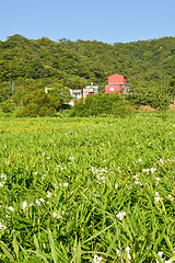 Image showing Ginger lily farm