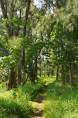 Image showing Taitung Forest Park