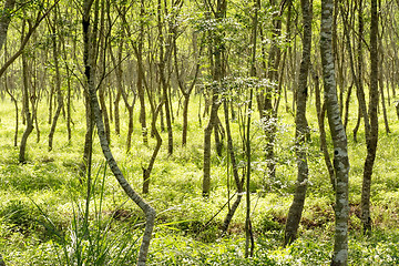 Image showing Forest scenery