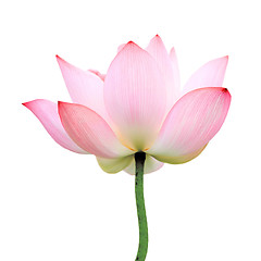 Image showing isolated lotus