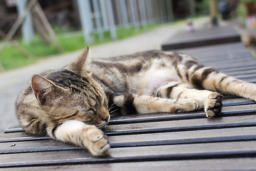 Image showing Cat sleep on a chair.