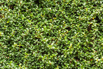 Image showing Green wall with ivy background