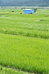 Image showing Rice farm in country