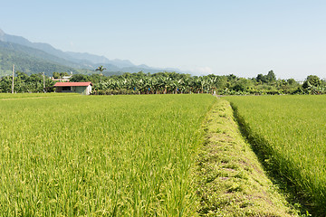 Image showing Rural scenery