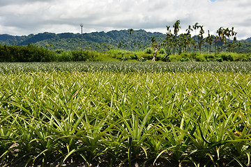 Image showing Pineapple farm