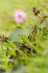 Image showing beautiful pink flower