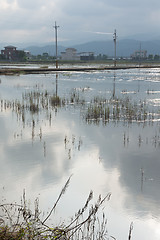 Image showing Landscape with a swamp