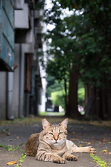 Image showing Stray tabby cat