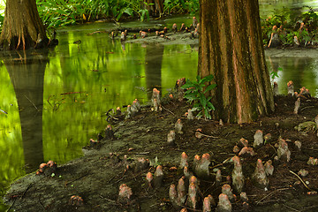 Image showing Forest at Hualien