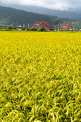 Image showing Golden rural scenery